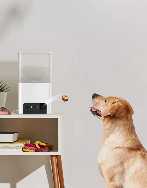 Dog interacting with Petcube Bites 2 Lite, manufacturer lifestyle photograph